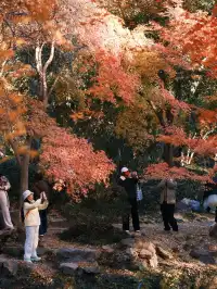 不在京都2025上海賞楓天花板