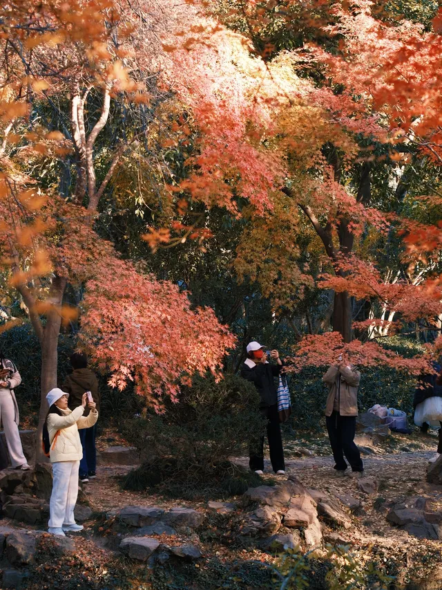 不在京都2025上海賞楓天花板 不在京都2025上海賞楓天花板