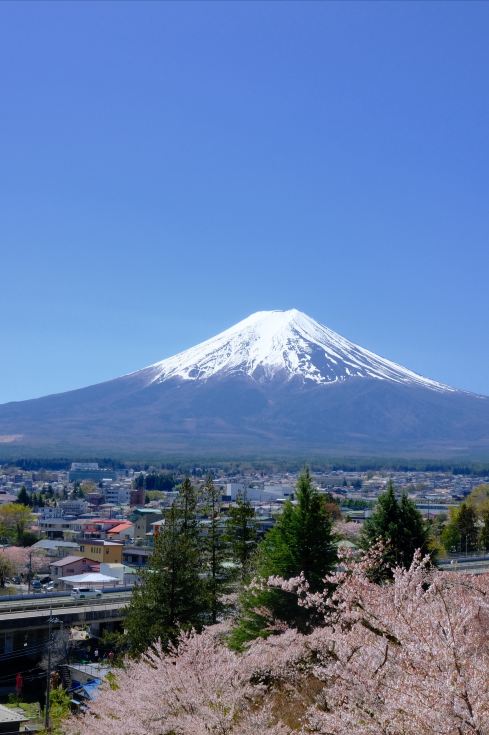 富士山の桜｜新倉山浅間公園で春のひとときを | Trip.com 富士河口湖
