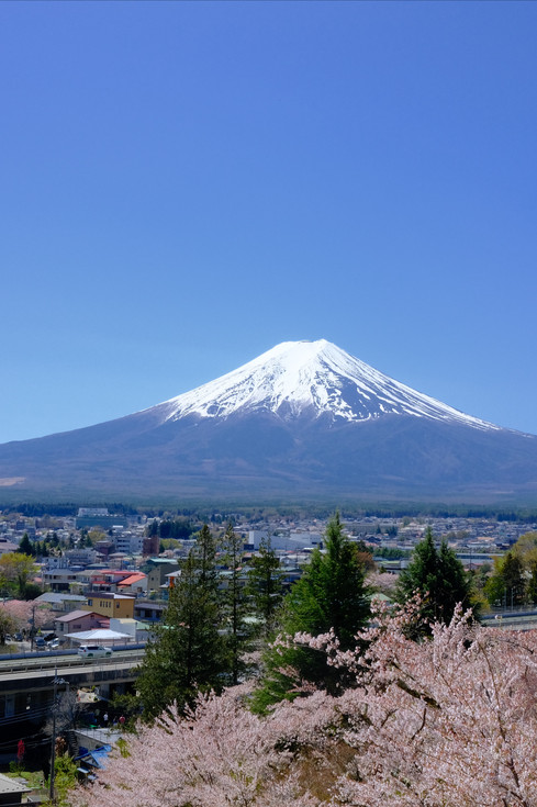 富士山の桜｜新倉山浅間公園で春のひとときを | Trip.com 富士吉田
