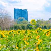 ถึงเวลาทานตะวันแบ่งบาน🌻ไปถ่ายรูปที่สวนรถไฟใกล้ๆ