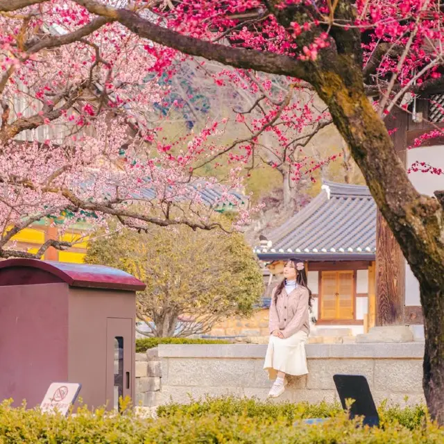 🌸사찰과 홍매화의 아름다운 봄의 조화 [양산, 통도사]🌸