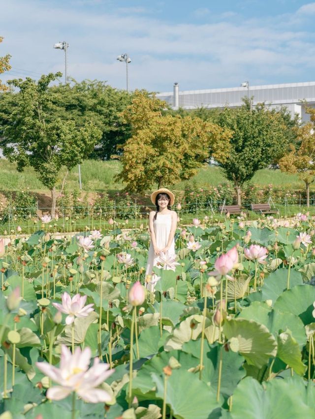 연꽃을 보고싶다면 함안으로 🪷💕