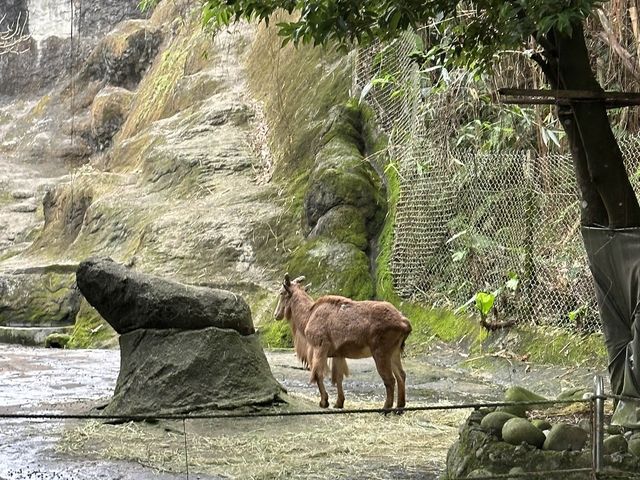 📍台灣木柵動物園 #世界前十大都市型的動物園之一