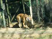 【新竹】六福村動物園 🐅 捕捉動物生活瞬間