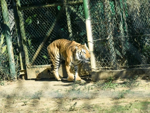 【新竹】六福村動物園 🐅 捕捉動物生活瞬間
