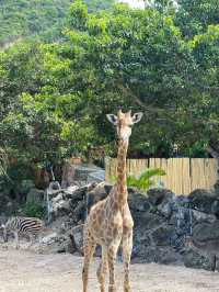 เที่ยวสวนสัตว์ VinWonders Zoo ที่ญาจาง 🐅🦓