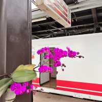 花東縱谷二日行