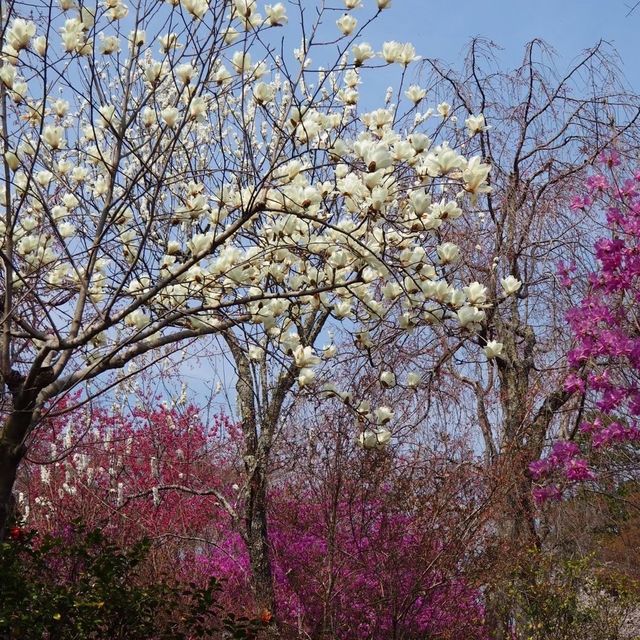【嵐山】天龍寺の庭園