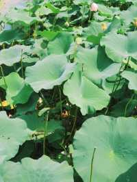 🌿전주 덕진공원에서 연꽃보기
