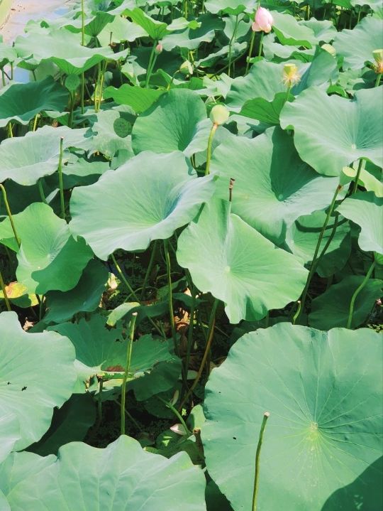 🌿전주 덕진공원에서 연꽃보기