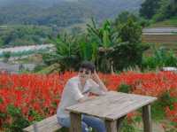 สวนดอกไม้ ป้างฮวา&สวนส้ม