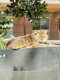 【東京都/南命山 善光寺】信州・善光寺を青山で見る
