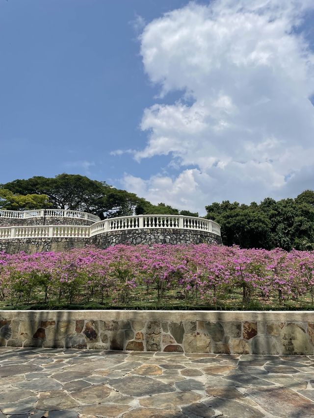 🇸🇬 Terrace Garden: It feels like Spring 🌸