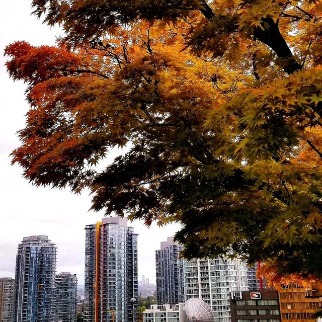 Fall in Vancouver is spectacular 🍁🍁