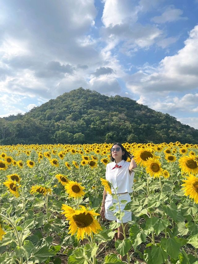 🌻ทุ่งทานตะวัน​ไร่คุณปู่​ ลพบุรี​