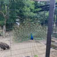 1903年開業の歴史ある動物園