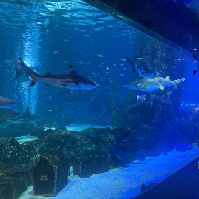 Spectacular aquarium in Korea