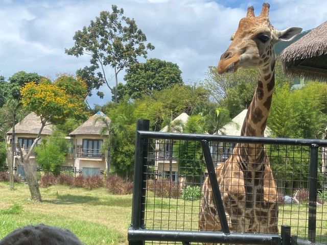 Bali Safari Indonesia!