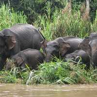 Borneo Elephants taking a river bath