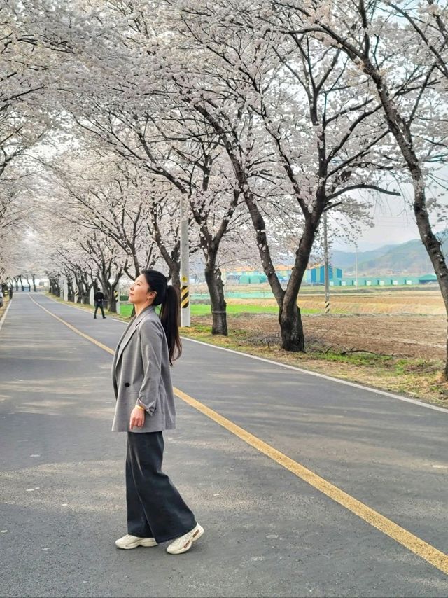 대구근교 벚꽃로드, 실시간 청도 벚꽃터널🌸