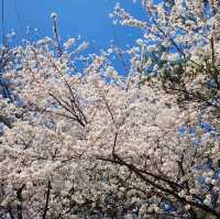 성균관대학교 자연캠퍼스의 봄 모습 🌸🌸🌸