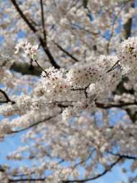 🇯🇵｜Kyoto One-day Tour with kimono