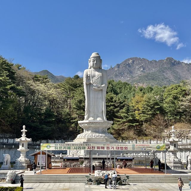 🌟 大邱｜桐華寺 #賞櫻景點 #春季旅遊 #八公山 #寺廟