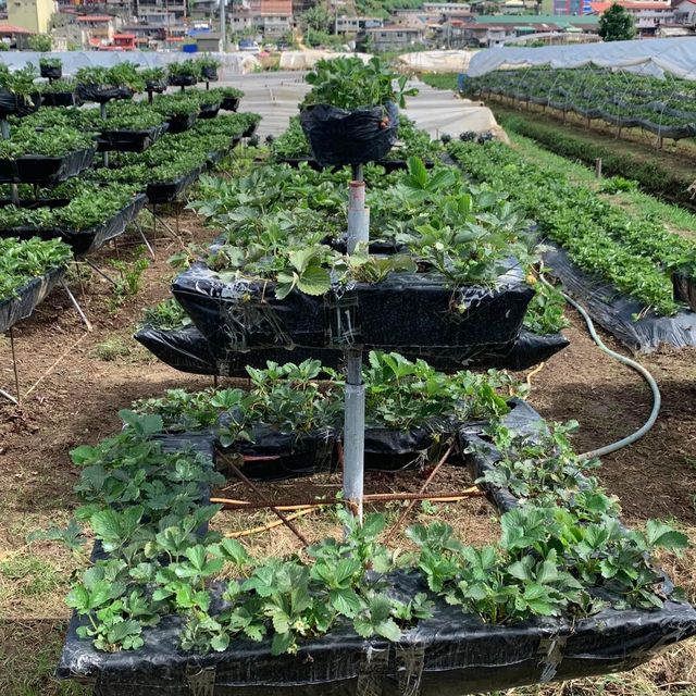 Strawberry Picking Time!