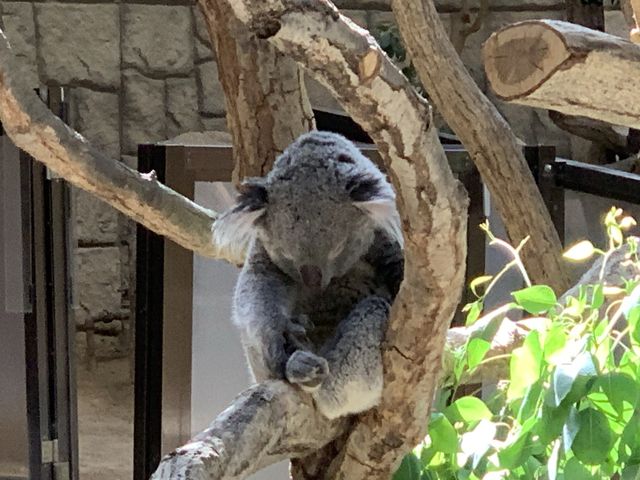 名古屋　名古屋観光　名古屋東山動物園でイケメンゴリラのシャバーニ君に会ってきた！