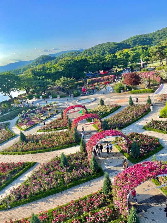 🌹과천 장미축제 - 서울대공원 장미원🌹