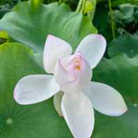 Taipa Wetland Park 
