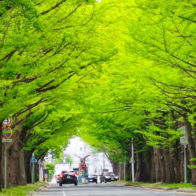 全日本最美大學～北海道大學