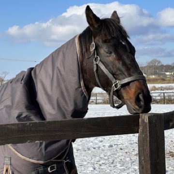 [ฮอกไกโด] คุณสามารถพบม้าเหล่านั้นได้เช่นกัน! ฟาร์มรีสอร์ทแวร์ซาย!