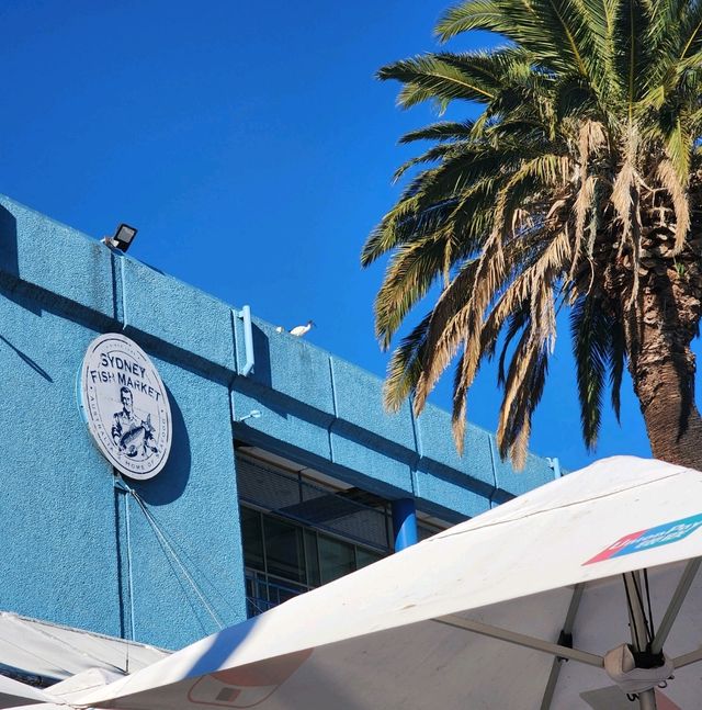 An hour at Sydney Fish Market