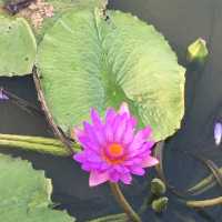 桃園新屋蓮花🪷季