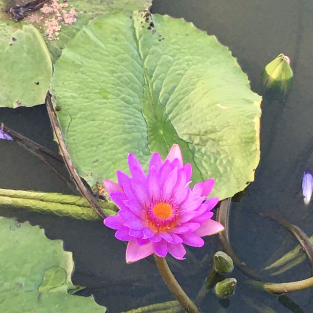 桃園新屋蓮花🪷季