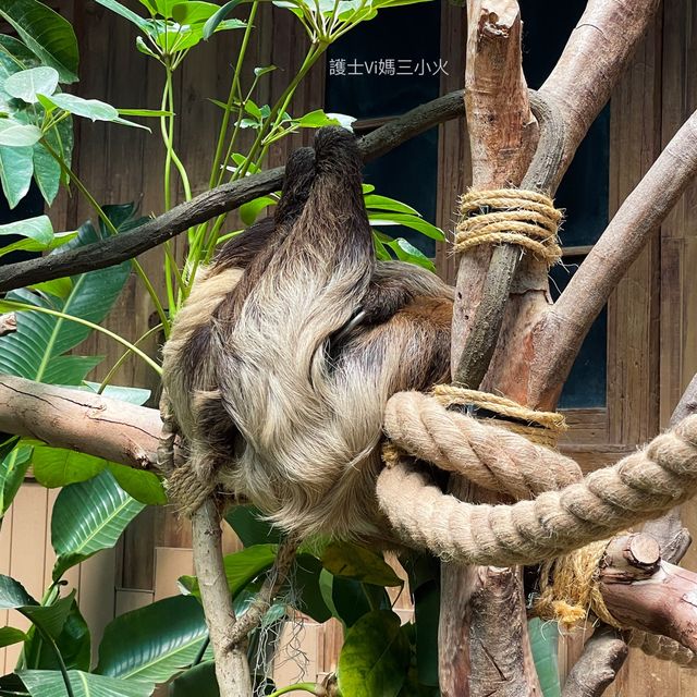 《近距離睇樹懶🦥隱藏的新展館🤩》