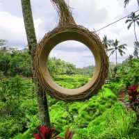 Wonderful rice terraces in Bali