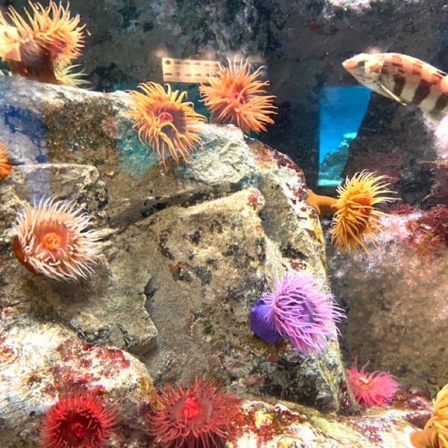 📍葛西臨海水族園