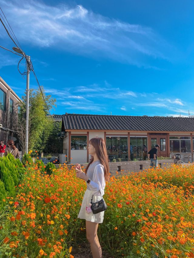 지금 꼭 가야하는 코스모스 스팟💛