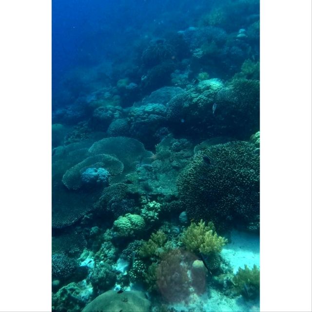 เกาะโบโฮล  ทะเลสวย ใกล้เซบู ฟิลิปปินส์