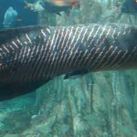 吉隆坡KLCC的水族館，帶出真正意義。