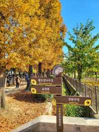 변함없이 아름다운 경주의 가을🍁🍂