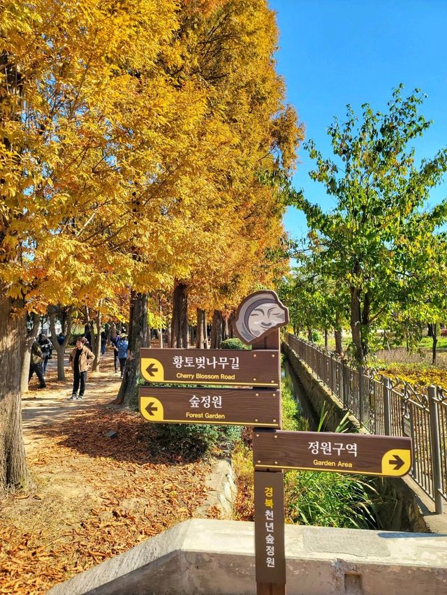 변함없이 아름다운 경주의 가을🍁🍂
