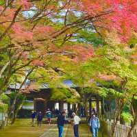 Autumn Splendor at Eigen-ji Temple