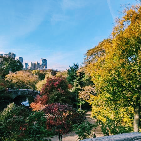 Autumn foliage at Central Park