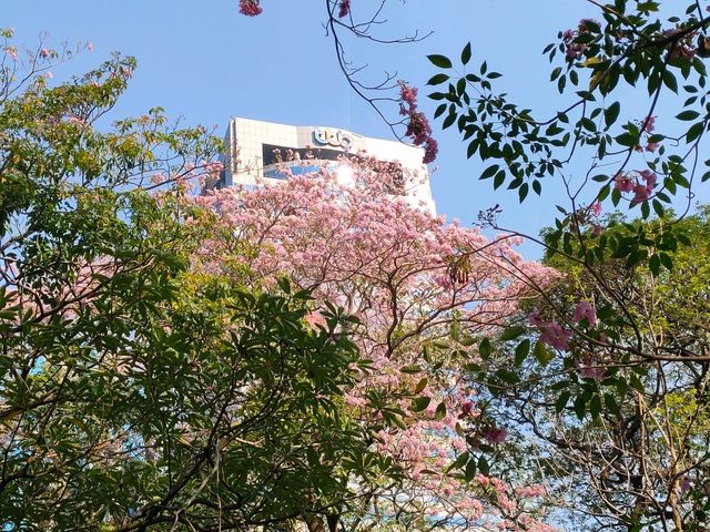 ชมพู่พันธุ์สวนจตุจักร