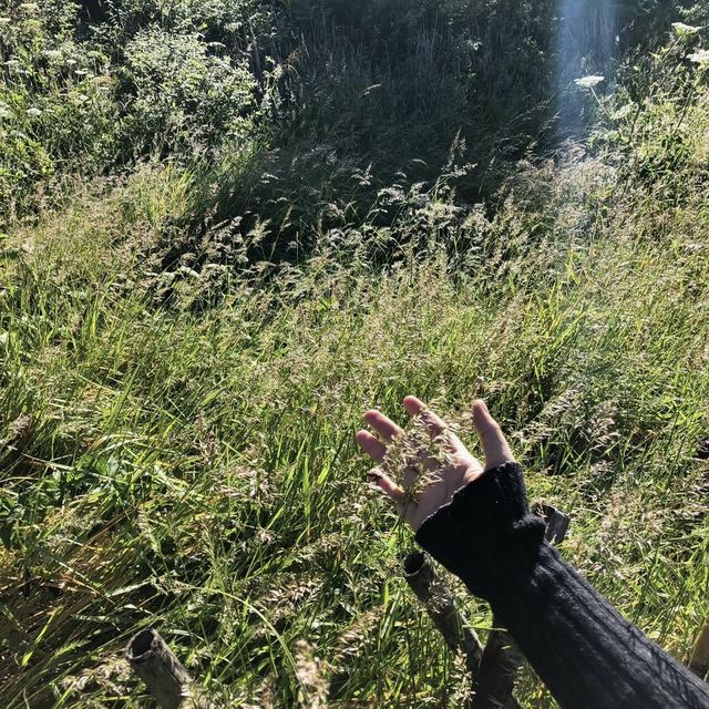 ดอยอินทนนท์⛰️🍃