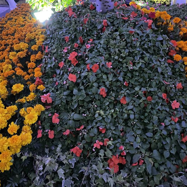 返嚟啦，返嚟啦，2023香港🌸🌹🌻花卉展覽